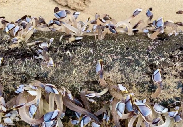 В Австралии на берег выбросило существо, напугавшее соцсети - ФОТО